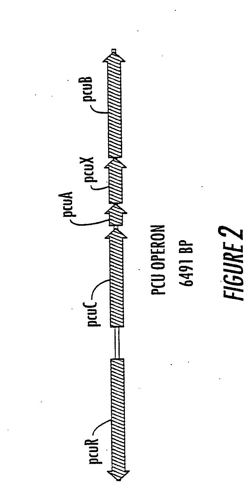 Method for the production of p-hydroxybenzoate in species of Pseudomonas and agrobacterium