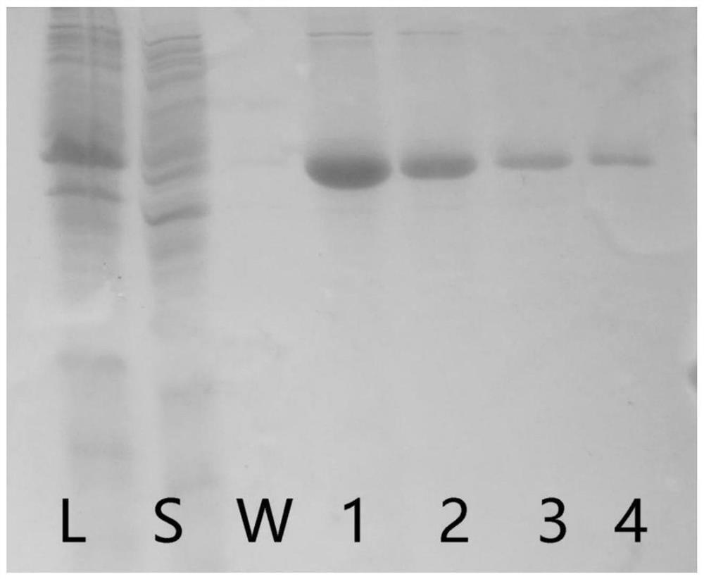 A kind of metal chelating magnetic microbead and preparation method thereof