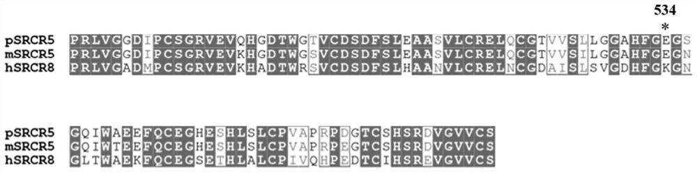 A kind of cd163 mutant and its application