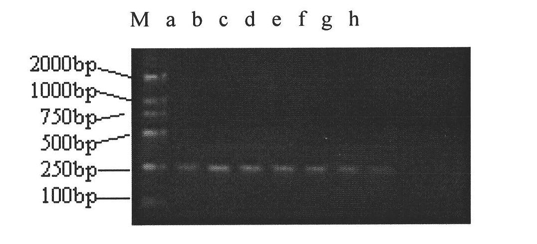 Method for detecting integrated copy number of porcine endogenous retrovirus (PERV) through fluorescence quantitative polymerase chain reaction (PCR) and application thereof
