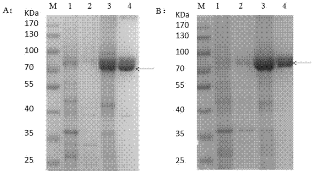 1‑Aminocyclopropane‑1‑carboxylate oxidase in resistant barnyardgrass and its coding gene, mutation site and application