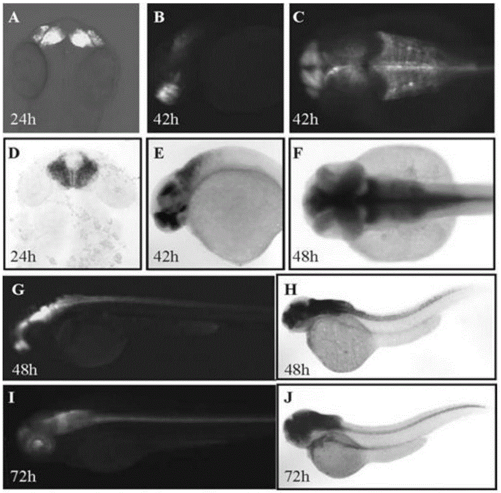 Zebrafish nervous tissue-specific enhancer and cloning and application thereof