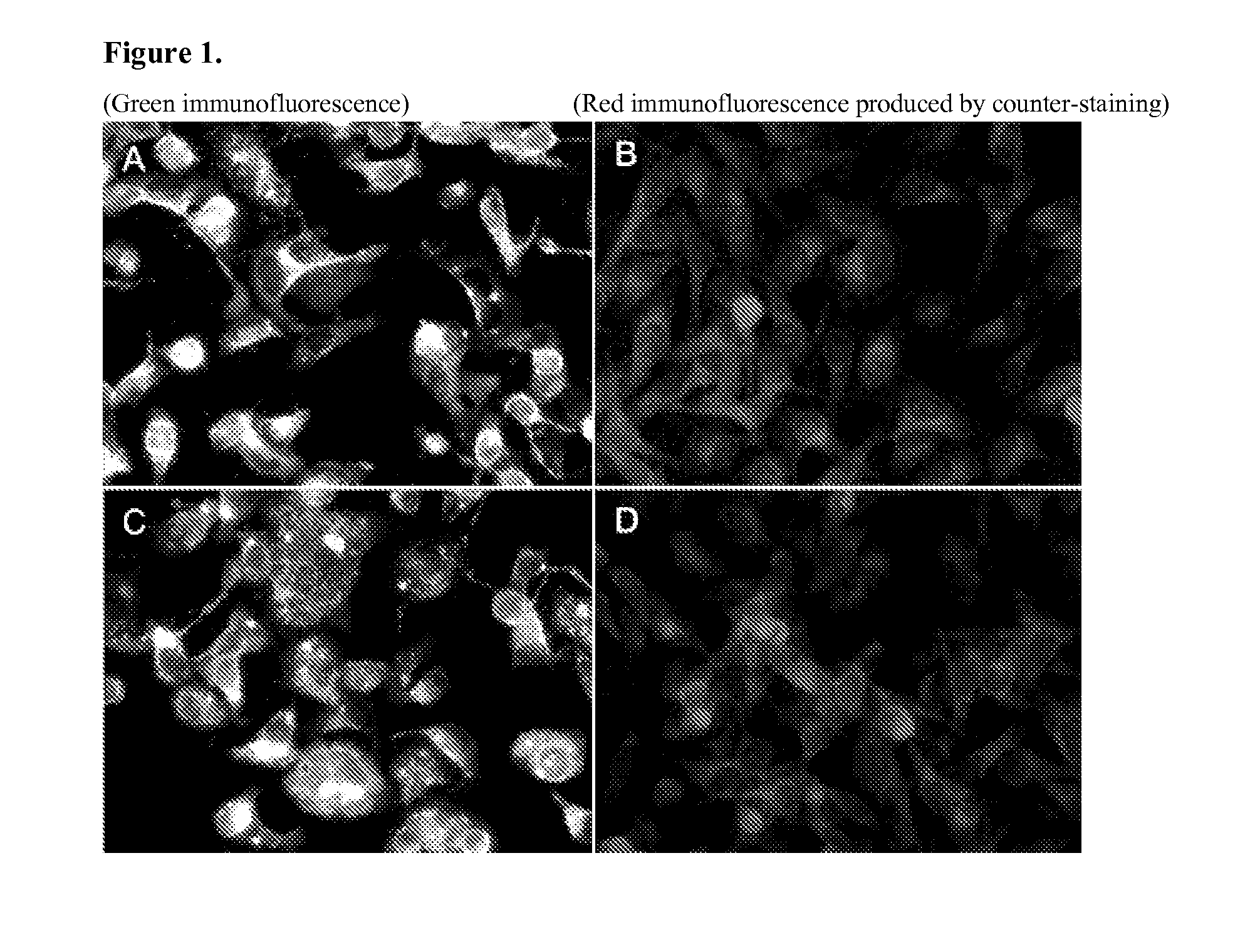 Novel Pneumovirus Compositions and Methods For Using the Same