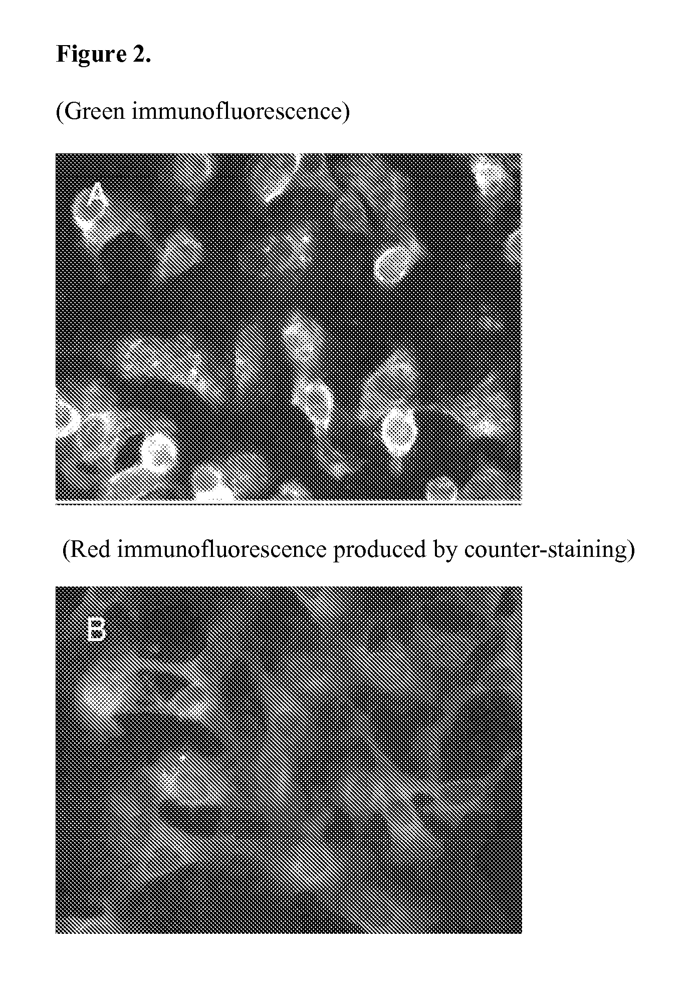 Novel Pneumovirus Compositions and Methods For Using the Same