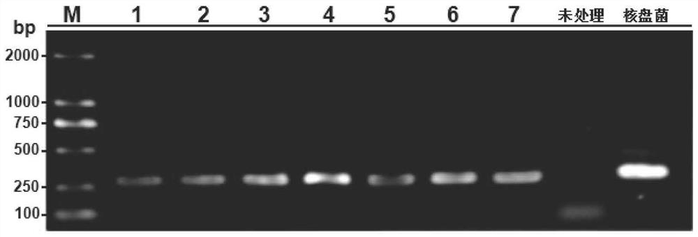 A method for increasing yield and preventing diseases of wheat and its application