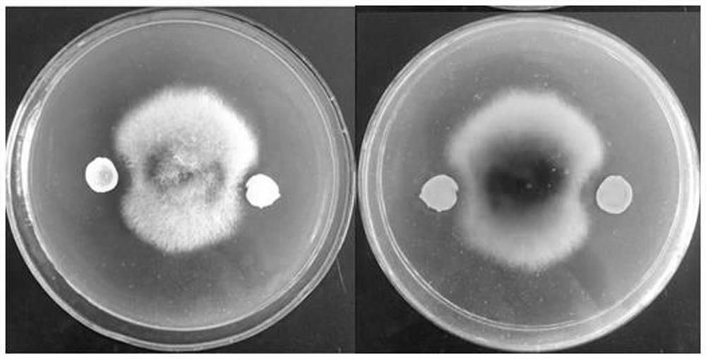 Streptomyces castanea strain CPAT-W03 and application thereof