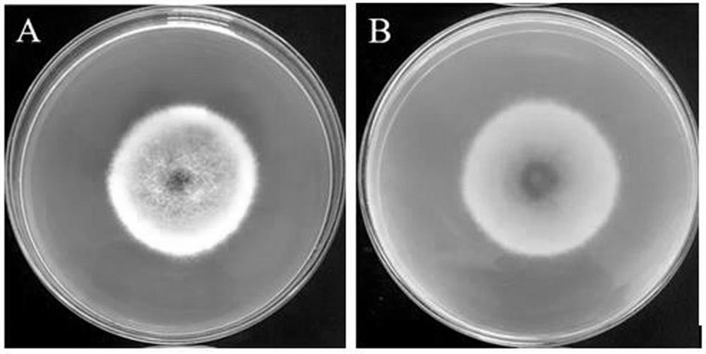 Streptomyces castanea strain CPAT-W03 and application thereof