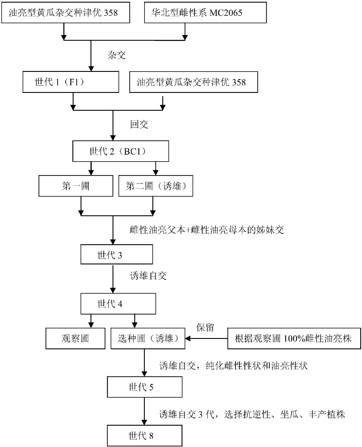 A kind of breeding method of oily type cucumber female line