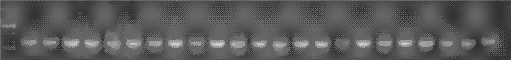 Feed additive containing lipase from different sources, and application thereof in yellow feather broiler feed