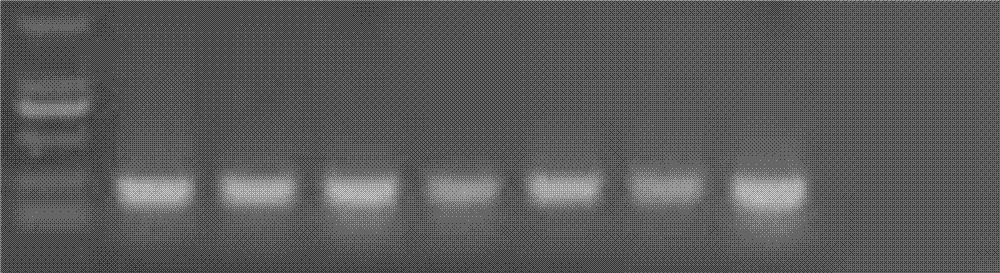 Feed additive containing lipase from different sources, and application thereof in yellow feather broiler feed