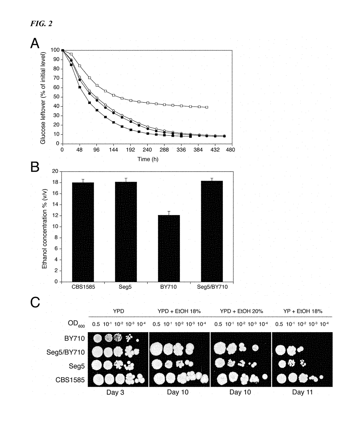 Yeast alleles involved in maximal alcohol accumulation capacity and tolerance to high alcohol levels