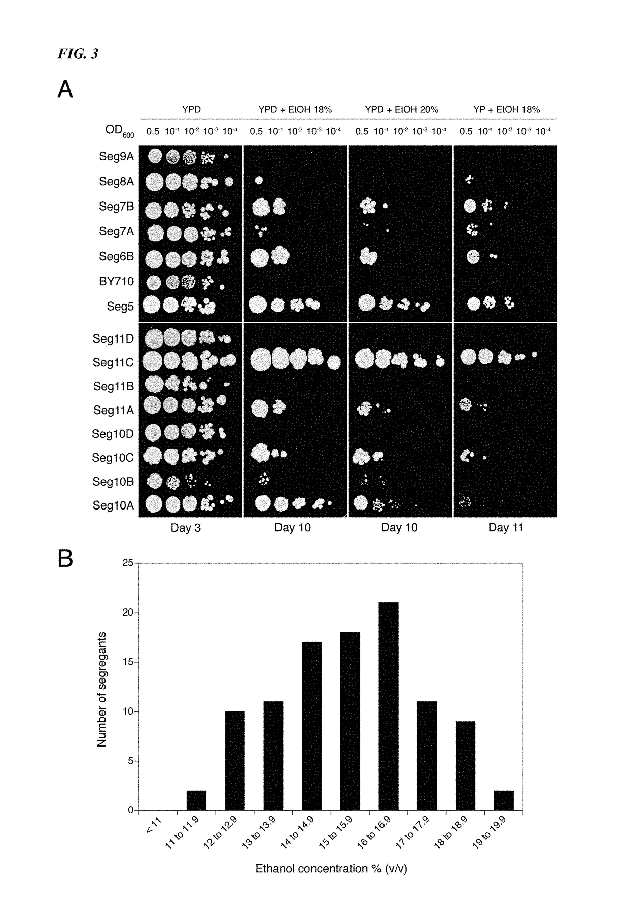 Yeast alleles involved in maximal alcohol accumulation capacity and tolerance to high alcohol levels