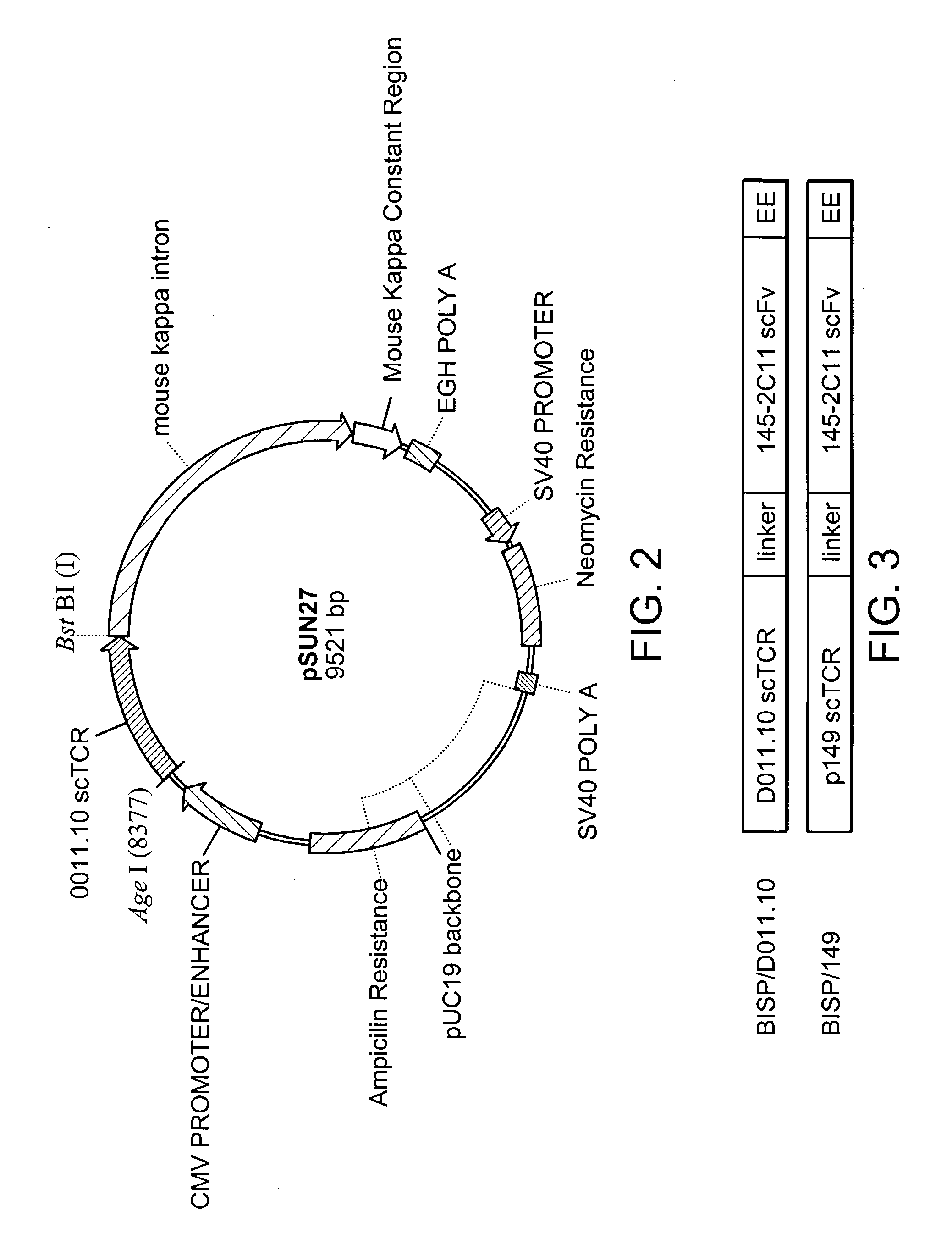 P53 binding t cell receptor molecules