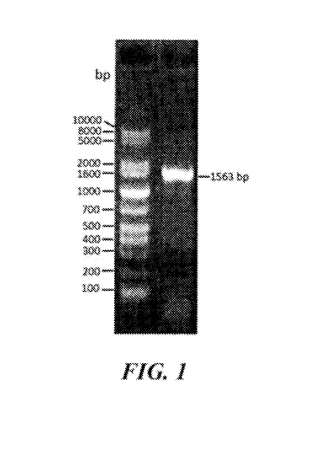 Sirna molecule for inhibiting growth of melanin and application thereof