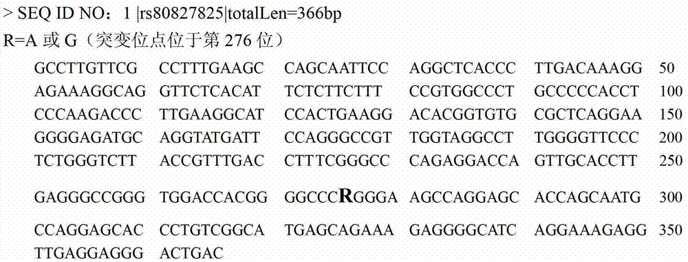 SNP molecular marker related to pig carcass trait and application thereof