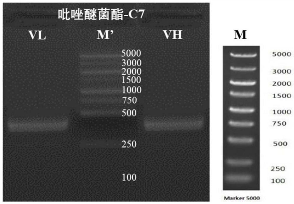 A variable region sequence of a specific anti-pyraclostrobin antibody and its recombinant full-length antibody