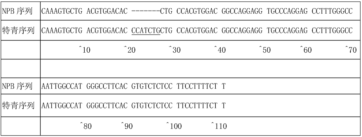 Molecular Marker and Application of Rice Glue Consistency Control Gene sbe1