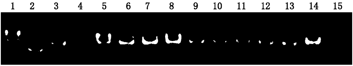 Molecular Marker and Application of Rice Glue Consistency Control Gene sbe1