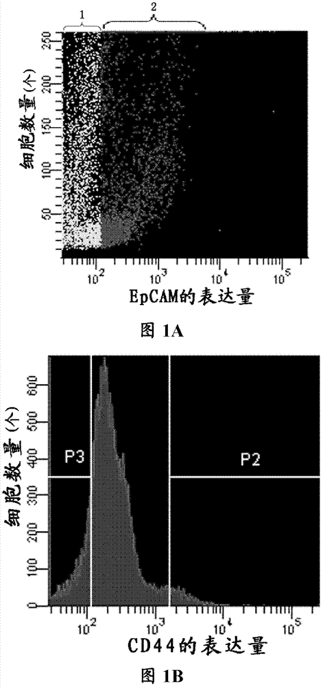 Human colorectal adenocarcinoma tumor cell line as well as preparation method and application thereof