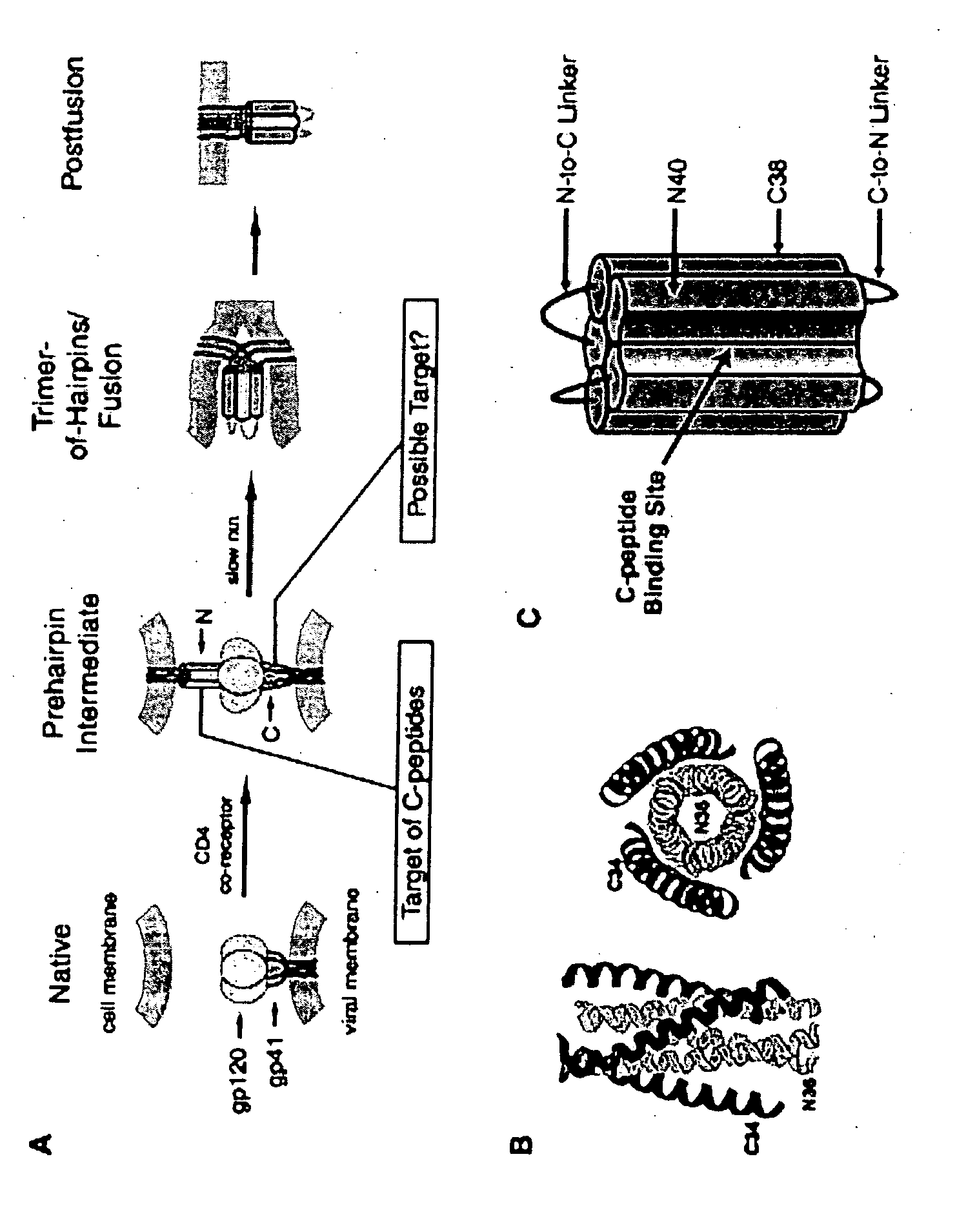 Designed antigens to elicit neutralizing antibodies against sterically restricted antigen and method of using same