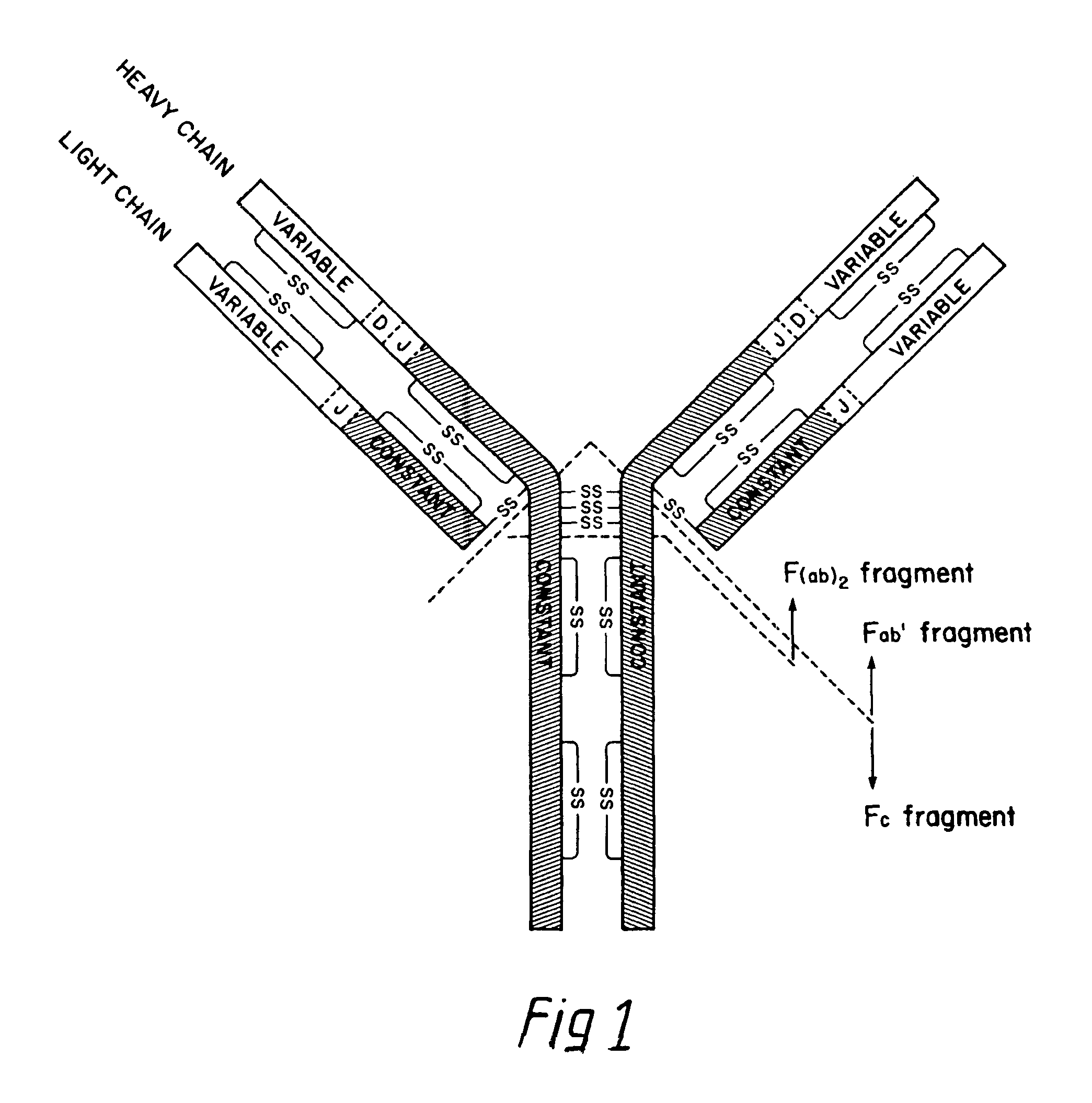 Methods of making antibody heavy and light chains having specificity for a desired antigen