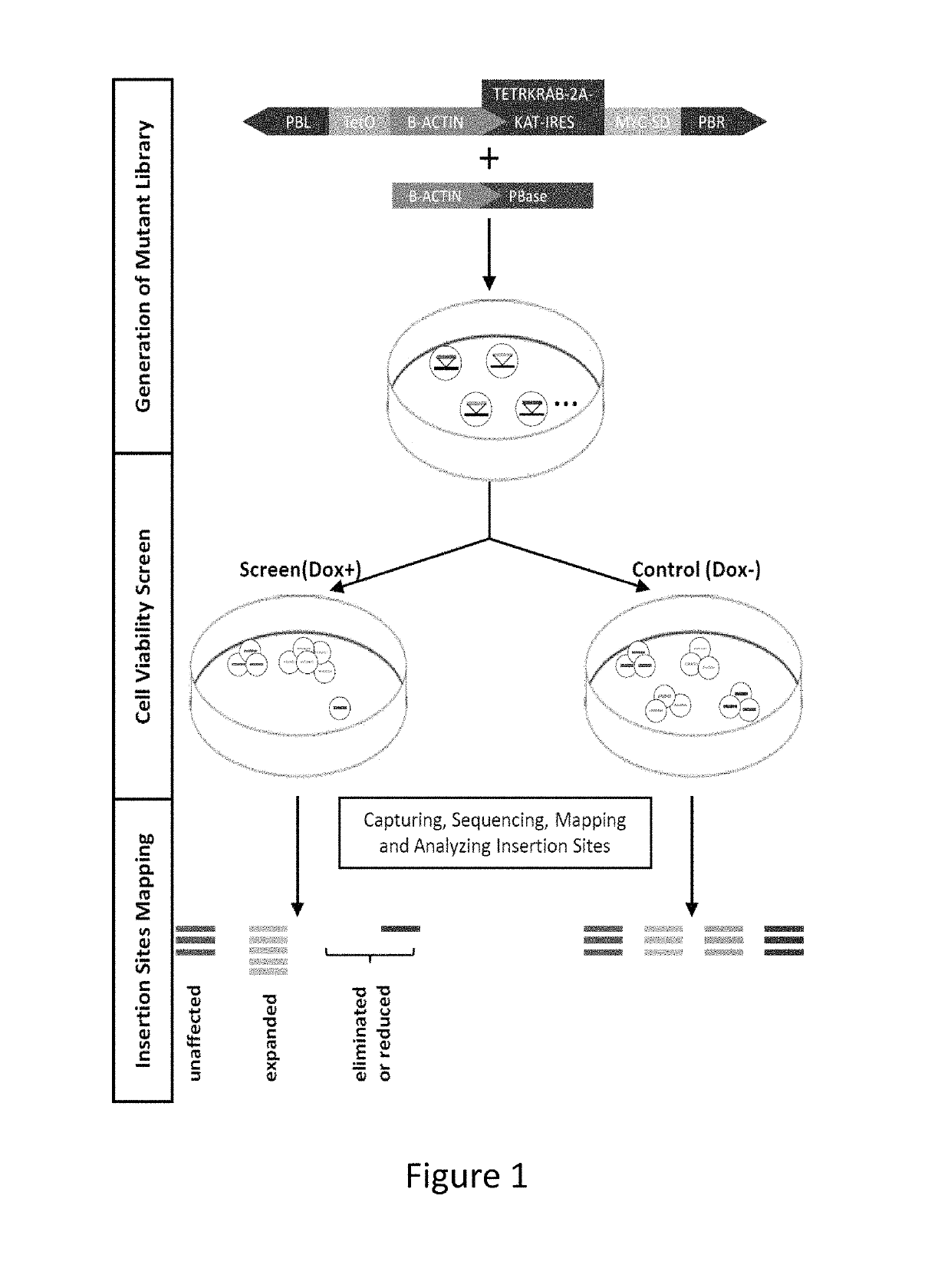 Compositions and methods of using transposons