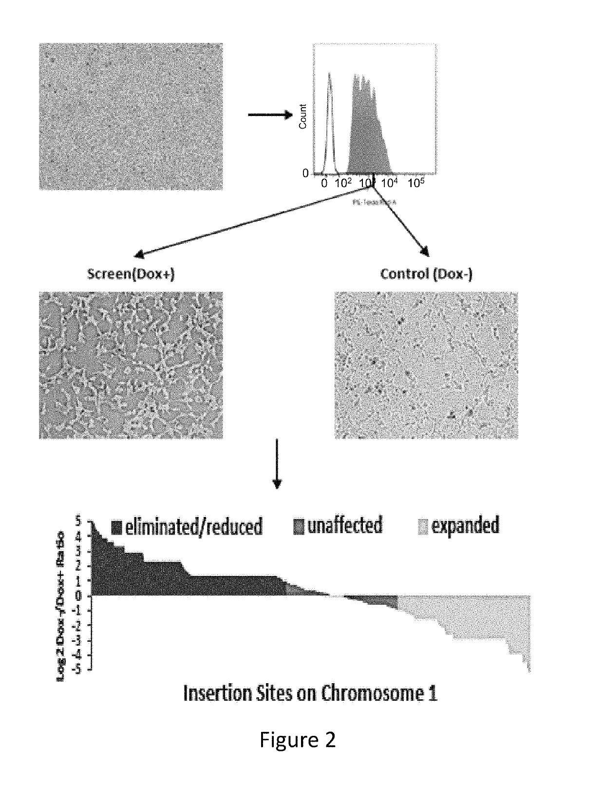 Compositions and methods of using transposons