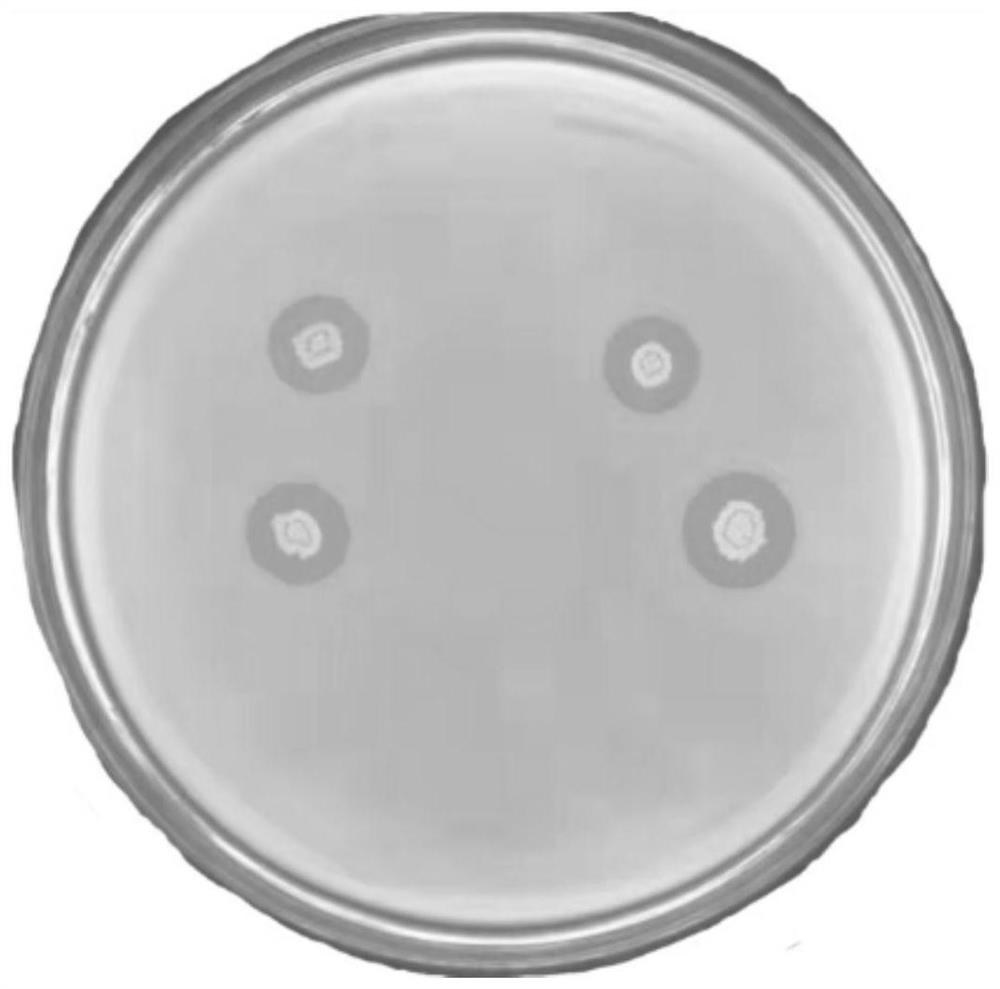 Biological agent for preventing and treating tobacco bacterial wilt as well as preparation method and application of biological agent