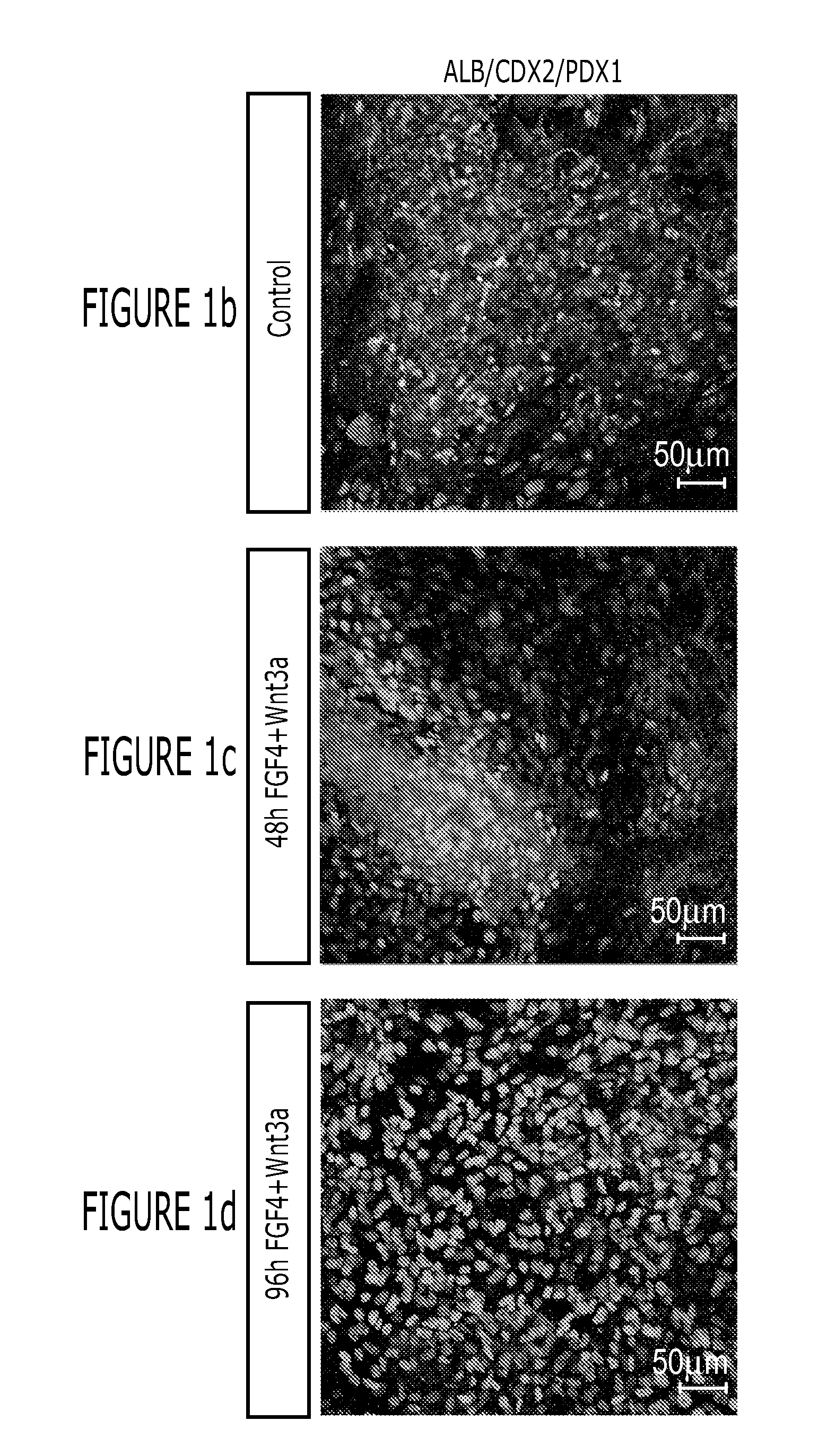 Methods and systems for converting precursor cells into intestinal tissues through directed differentiation