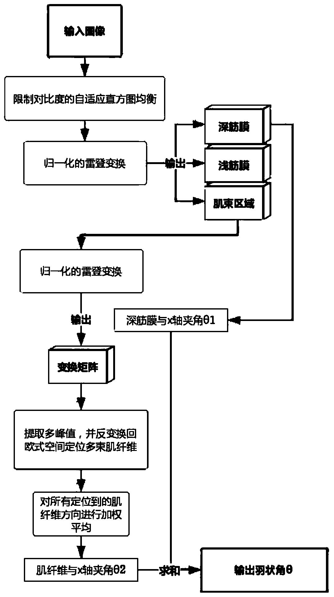 Method and system for automatically measuring structural angle in muscle tissue