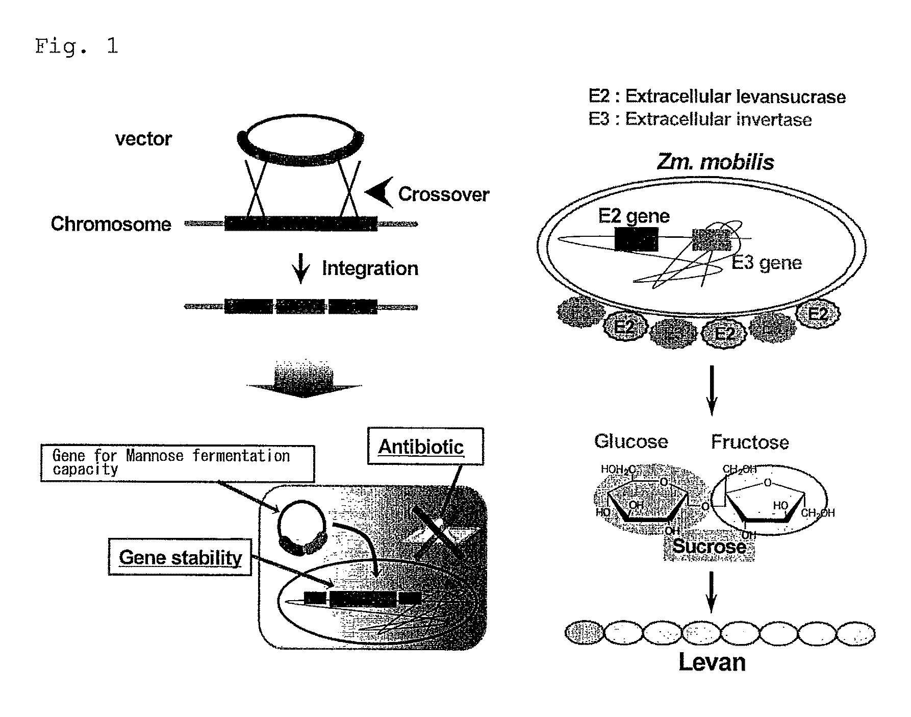 Bacterium capable of fermenting glucose, mannose and xylose simultaneously, and method for production of bioethanol using the bacterium