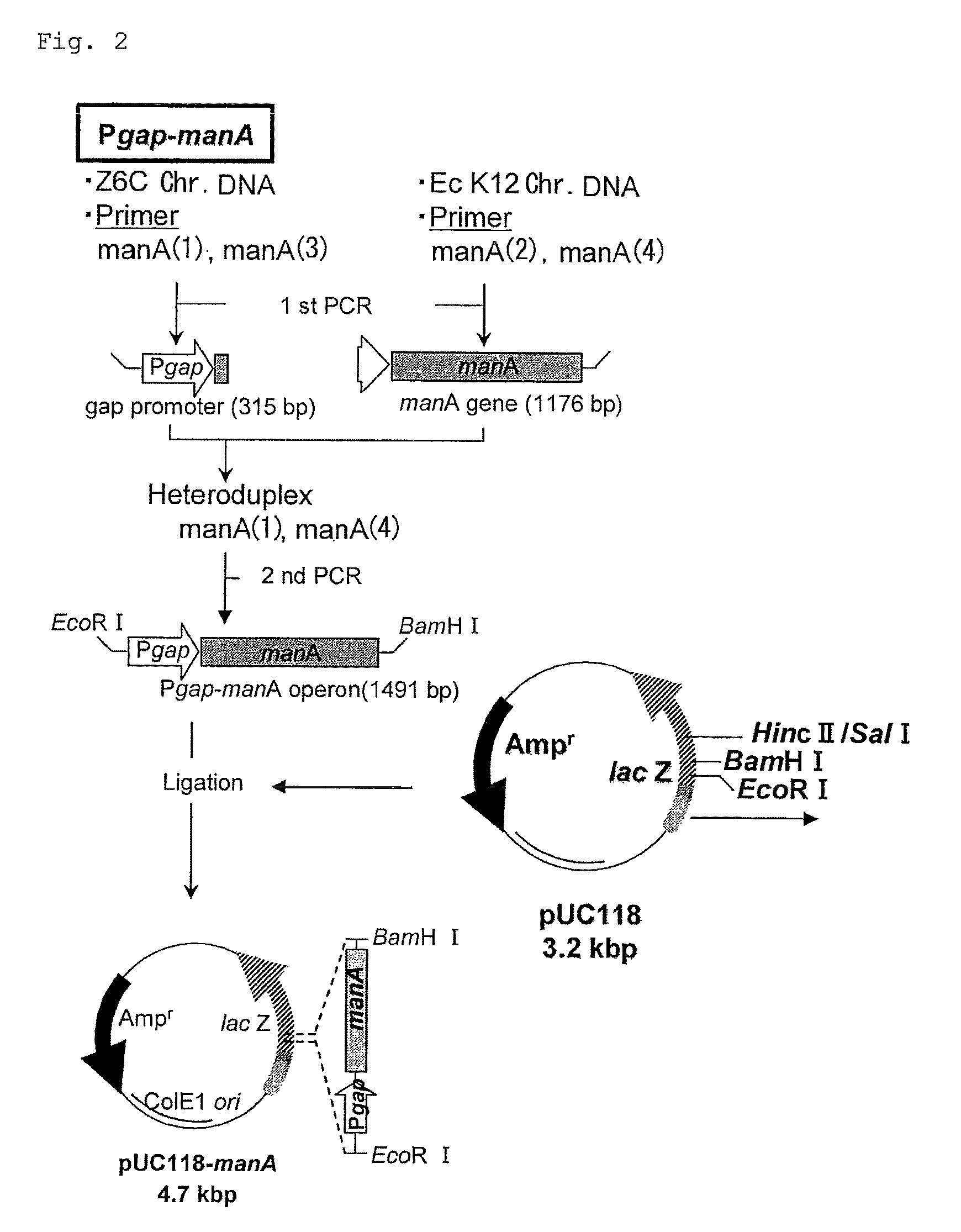 Bacterium capable of fermenting glucose, mannose and xylose simultaneously, and method for production of bioethanol using the bacterium