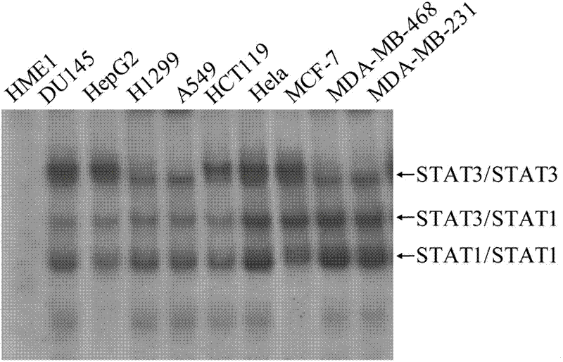 Antineoplastic drug screening cell model utilizing STAT3 as target and creation and application thereof