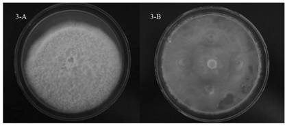 A Strain of Endophytic Burkholderia Gladiolus pjb25 and Its Application