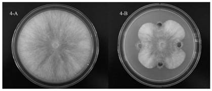 A Strain of Endophytic Burkholderia Gladiolus pjb25 and Its Application