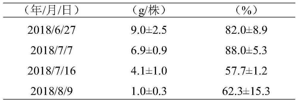 A method for rapidly propagating chicory seeds in Nanjing area