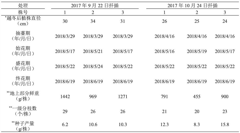 A method for rapidly propagating chicory seeds in Nanjing area