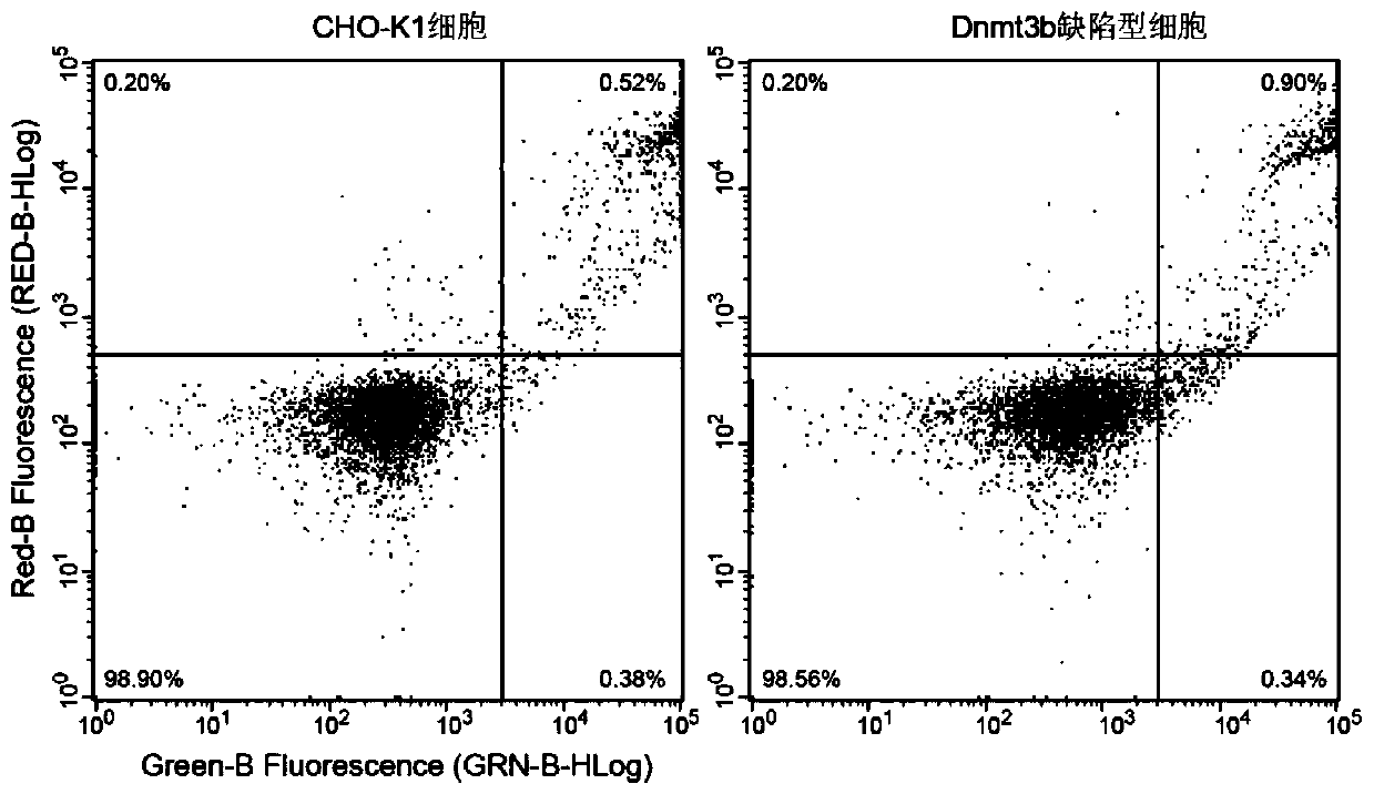 Dnmt3b gene deficient type CHO (Chinese hamster ovary) cell line, preparation method and application thereof and recombinant protein expression system