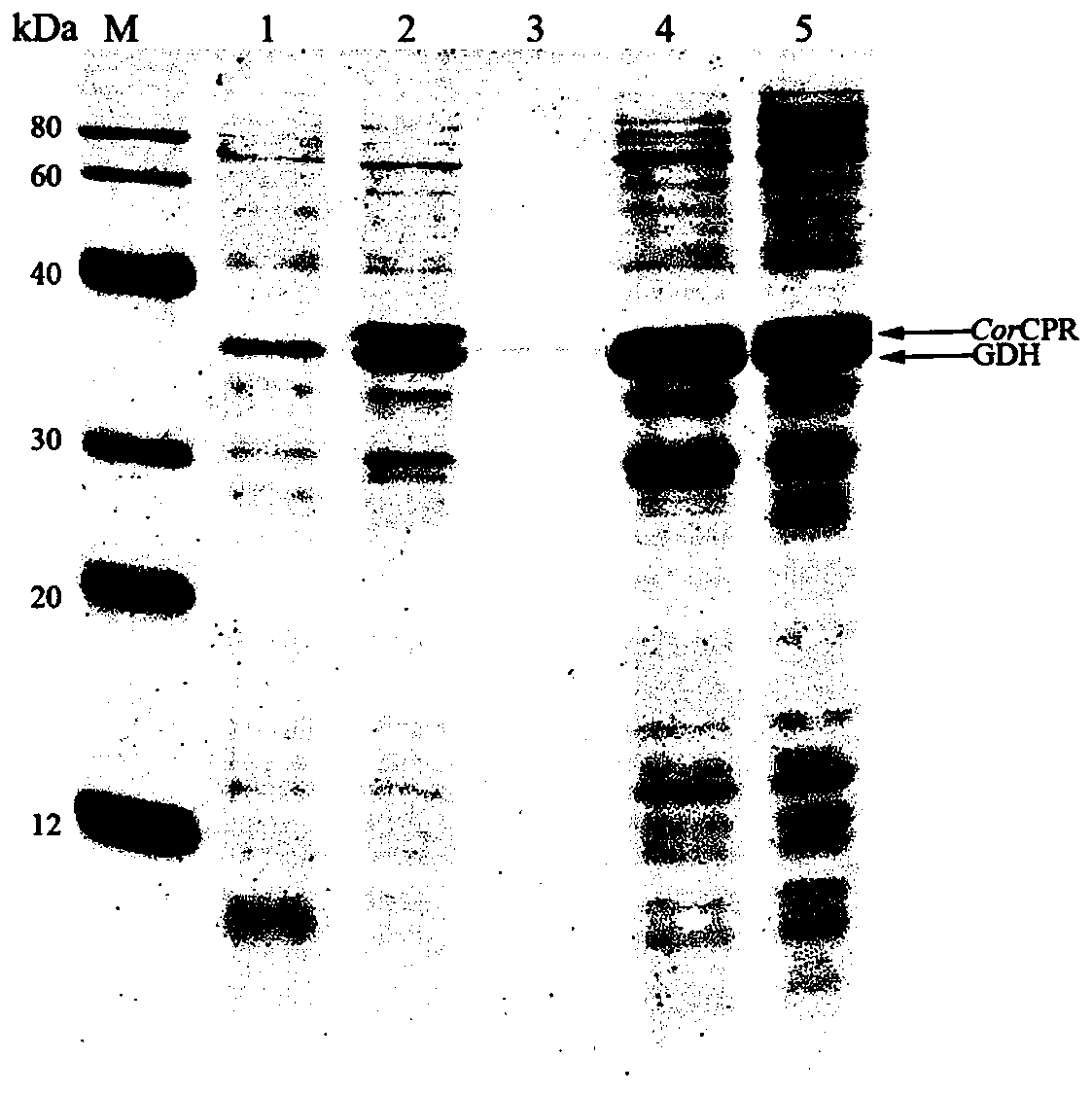 Genetic recombinant engineering bacterium and application thereof in catalytic synthesis of D-pantolactone