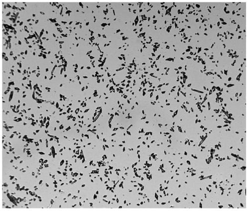 A kind of halophilic desulfurization bacterial strain and its application