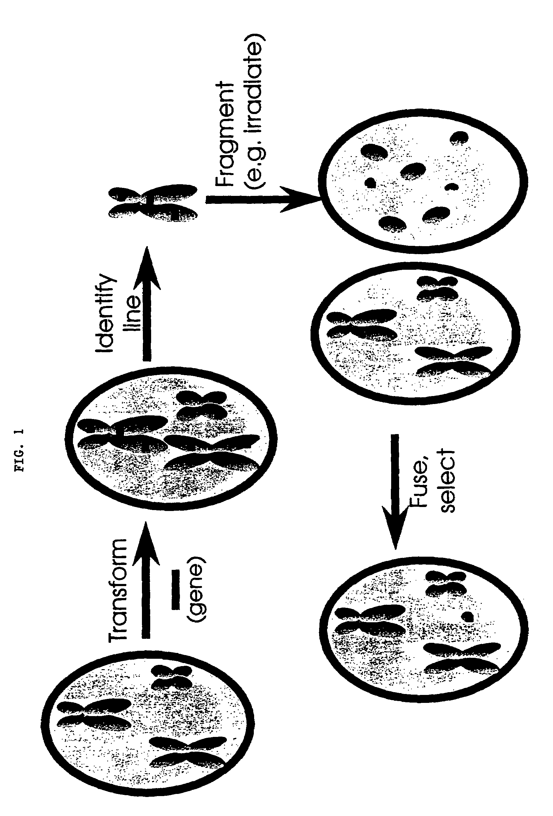 Method of making plant artificial chromosomes