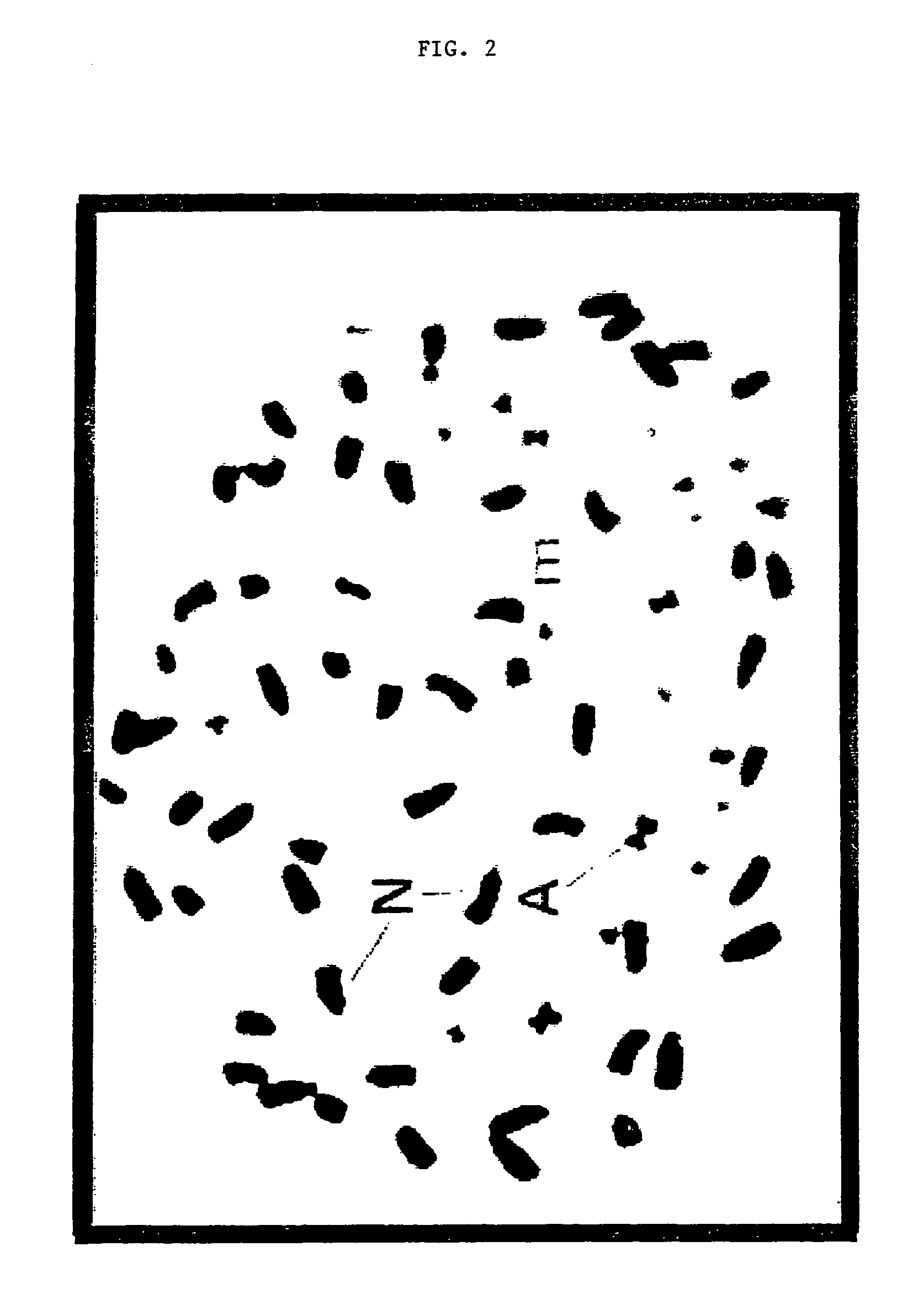 Method of making plant artificial chromosomes