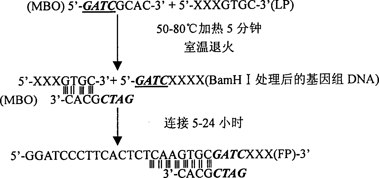 Method for determining bilateral missing sequence of defined DNA sequence utilizing PCR