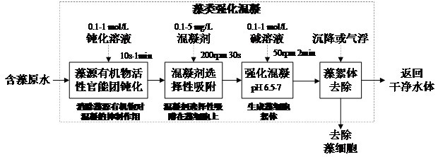 Enhanced coagulation removal method for algae in water body for eliminating inhibition of algae-derived organic matters