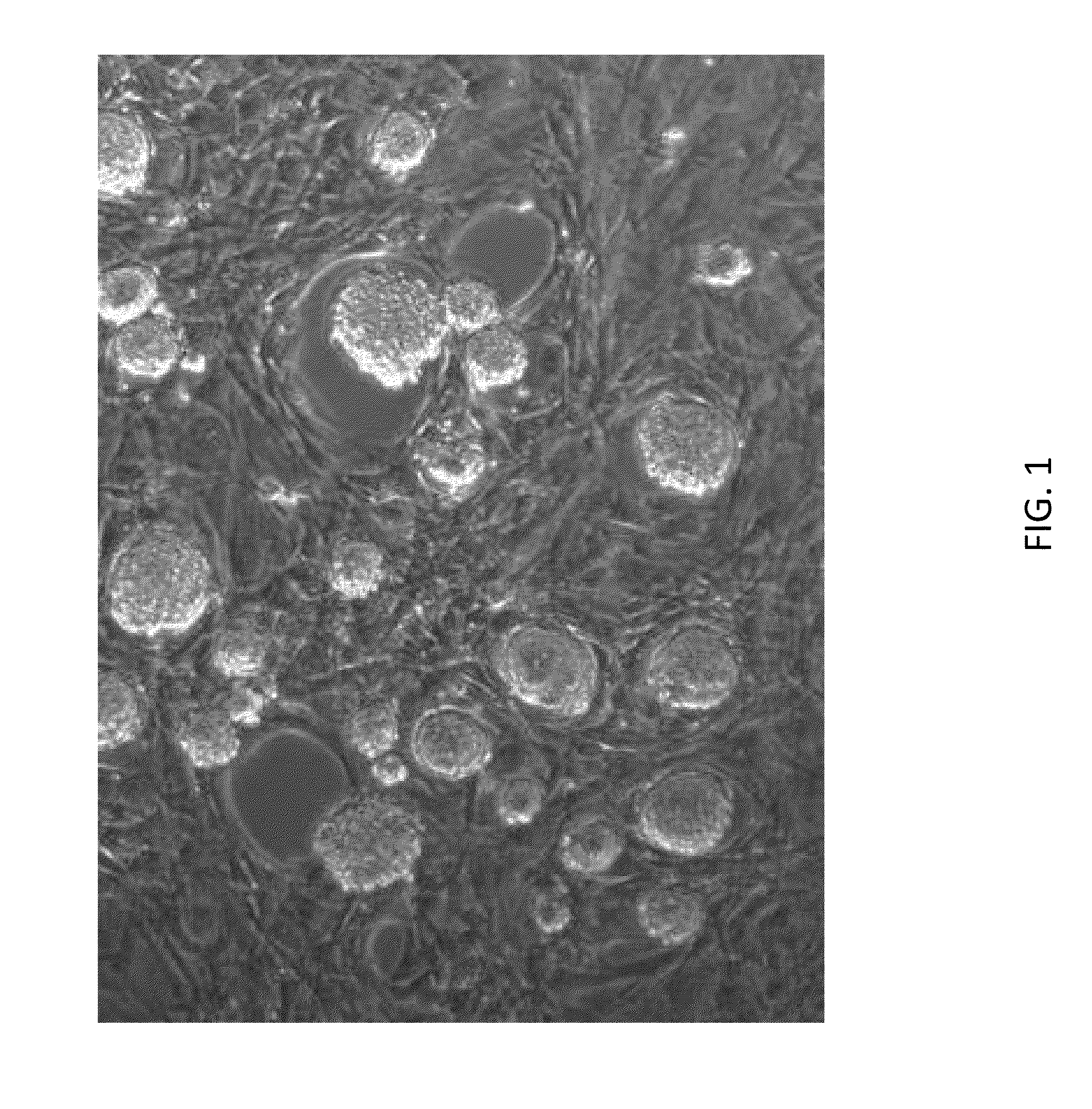 Methods and compositions for the targeted modification of a genome