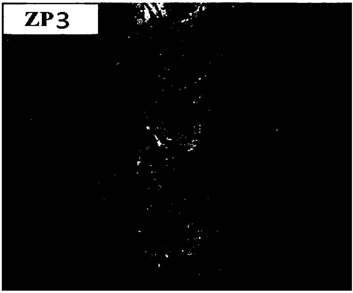 Low hydrogen type iron powder welding rod and preparation method thereof