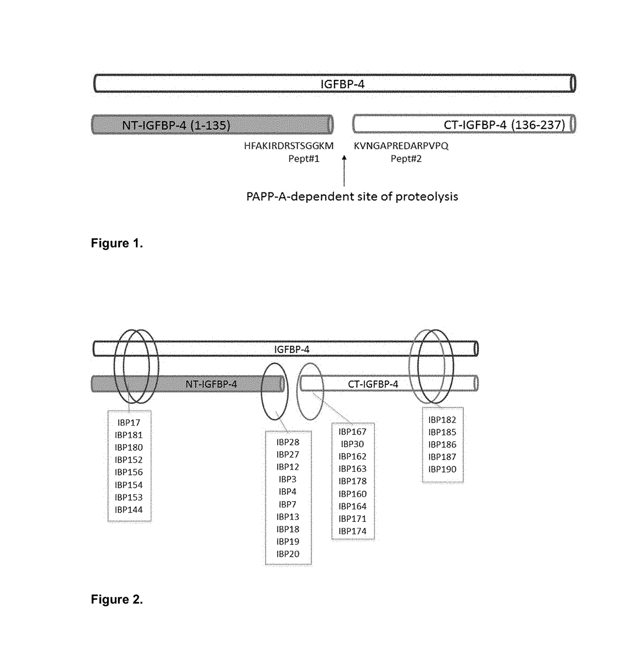 Method for determining the risk of cardiovascular events using IGFBP fragments
