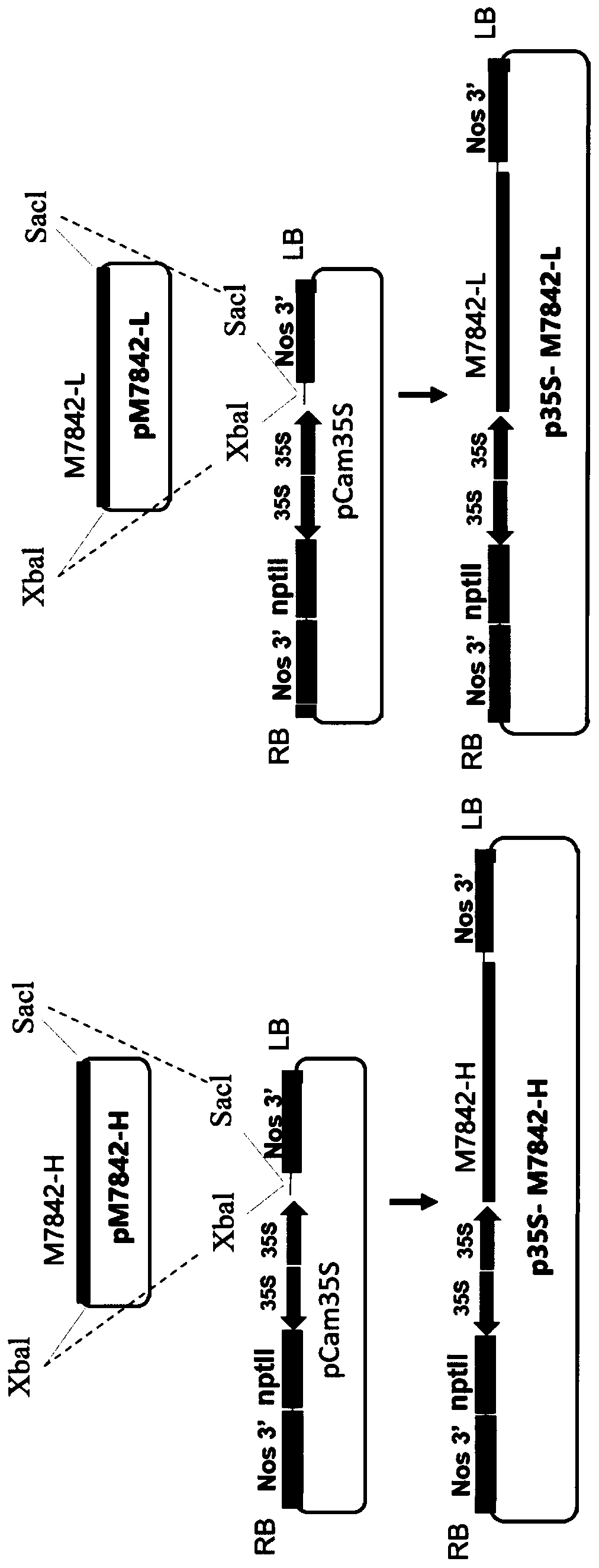 Application of plants as host in M7842 expression