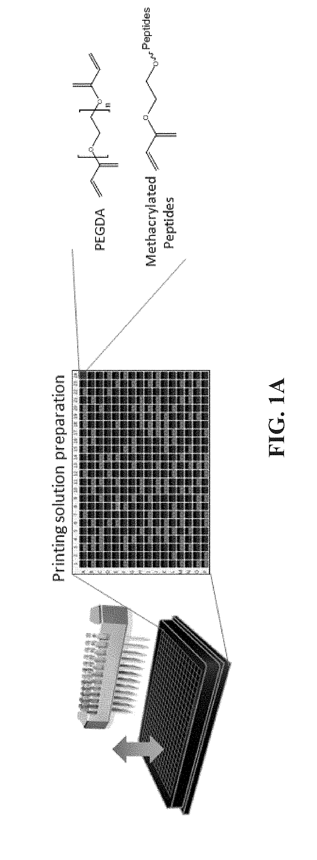 Bi-Functional Arginine-Glycine-Aspartic Acid (RGD) Peptides and Methods to Promote Angiogenesis