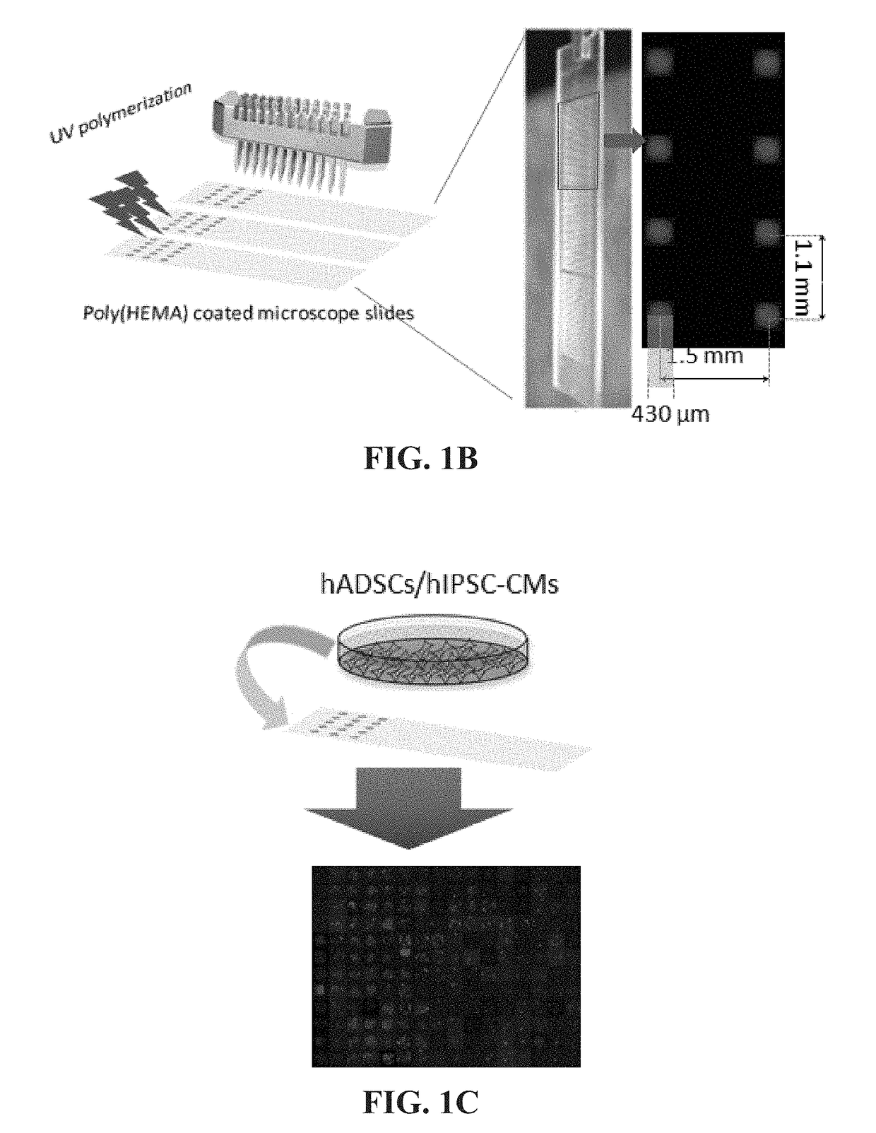 Bi-Functional Arginine-Glycine-Aspartic Acid (RGD) Peptides and Methods to Promote Angiogenesis